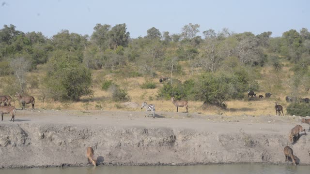 Waterbuck Herd By Waterhole