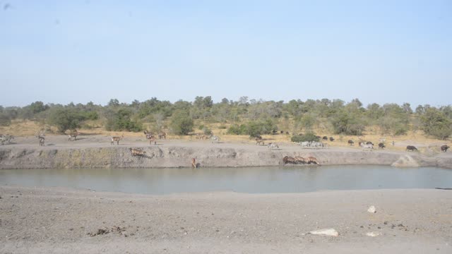 Eland Herd Walking By Water