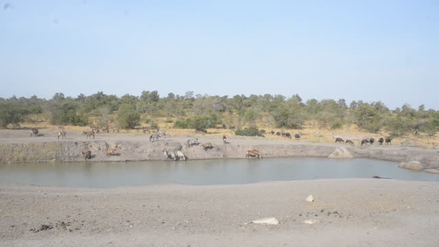 Waterbuck Herd By Waterhole
