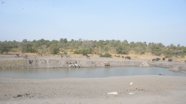 Eland Herd Walking By Water