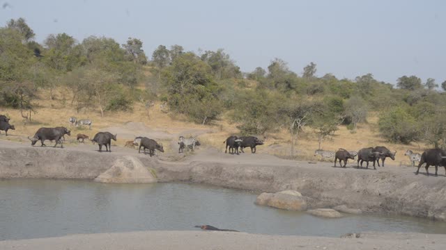Waterbuck Herd By Waterhole