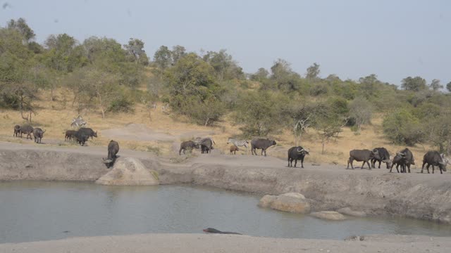 Eland Herd Walking By Water