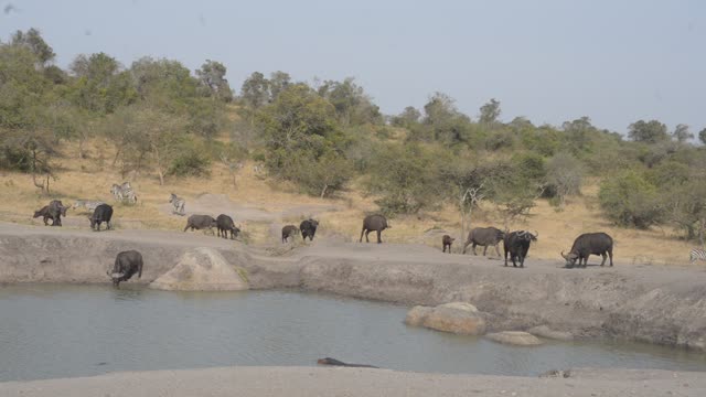 Waterbuck Herd By Waterhole