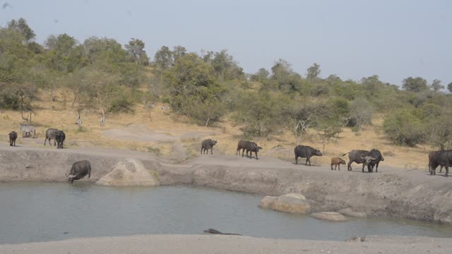 Waterbuck Herd By Waterhole