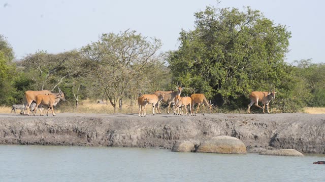 Eland Herd Walking By Water