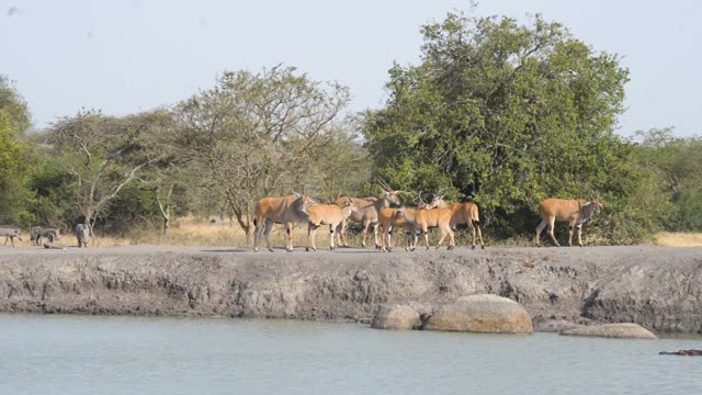 Waterbuck Herd By Waterhole