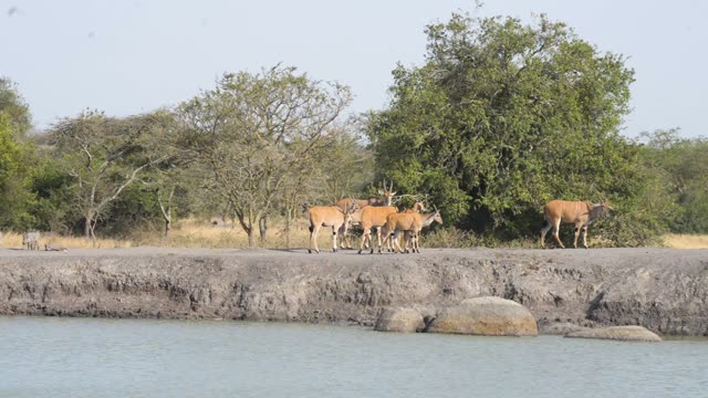 Eland Herd Walking By Water
