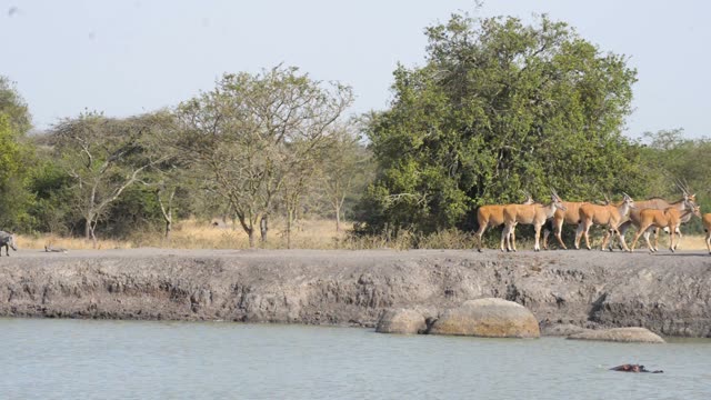 Waterbuck Herd By Waterhole