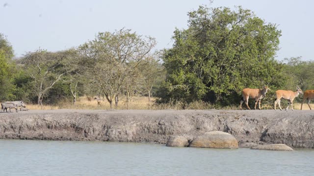 Eland Herd Walking By Water