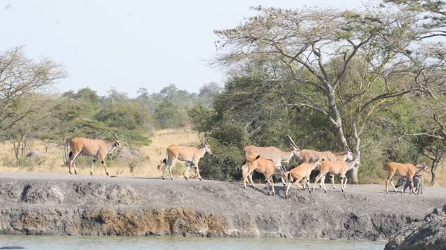 Waterbuck Herd By Waterhole