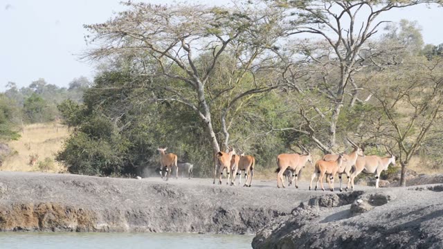 Eland Herd Walking By Water