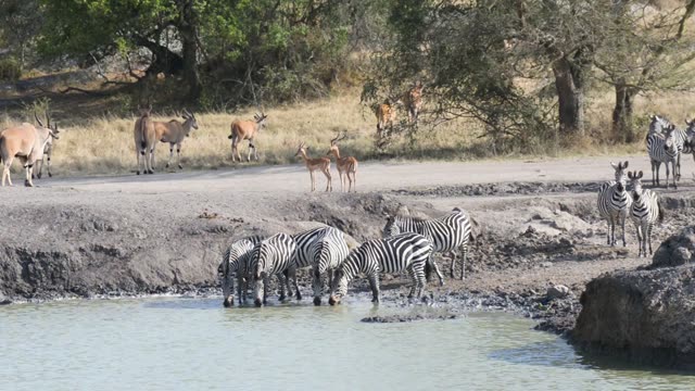 Zebra Herd Drinking At Waterhole