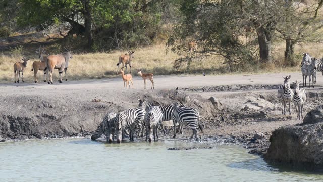 Buffalo Herd Along Water Edge