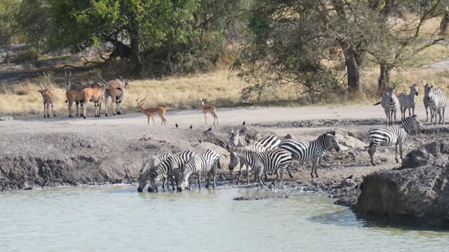 Buffalo Herd Along Water Edge