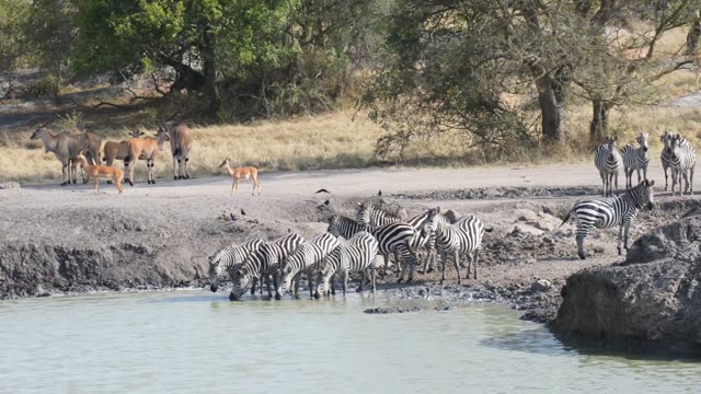 Zebra Herd Drinking At Waterhole