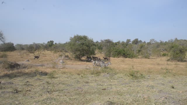 Buffalo Herd Along Water Edge