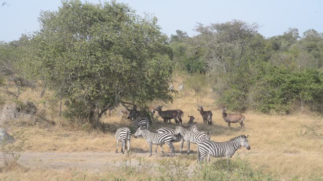 Buffalo Herd Along Water Edge