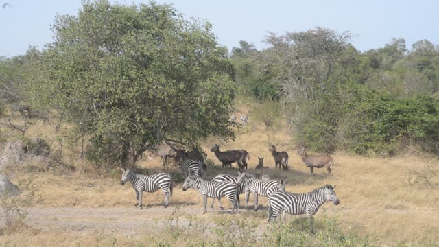 Buffalo Herd Along Water Edge