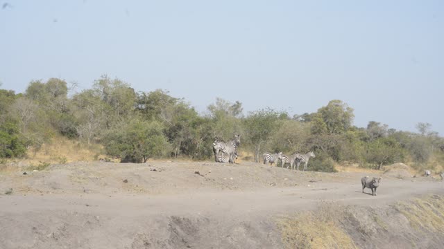 Buffalo Herd Along Water Edge
