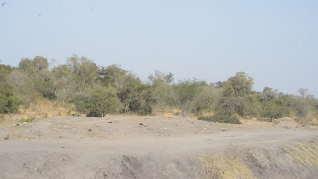 Buffalo Herd Along Water Edge