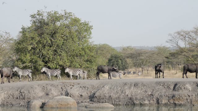 Buffalo Herd Along Water Edge