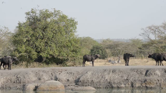 Buffalo Herd Along Water Edge