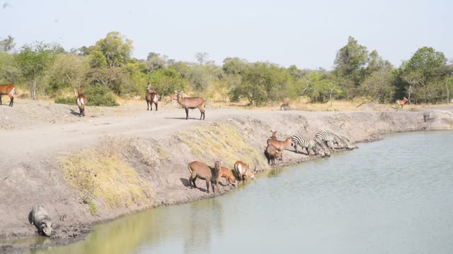 Antelope Herd Walking In Bush