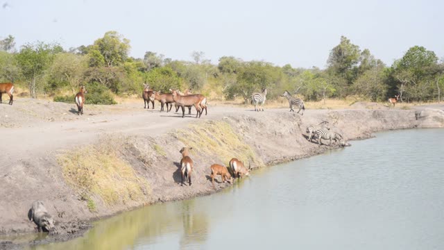 Impala Standing Near Waterhole
