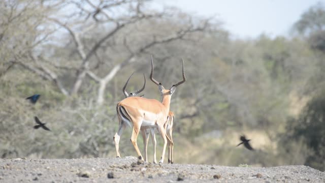 Antelope Herd Walking In Bush