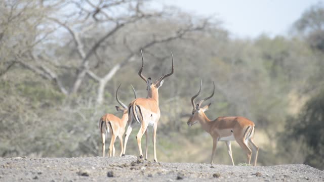 Impala Standing Near Waterhole