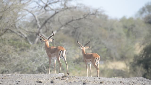 Antelope Herd Walking In Bush