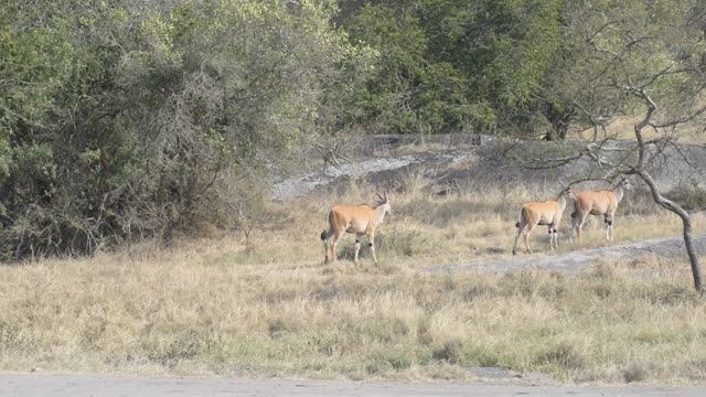 Impala Standing Near Waterhole