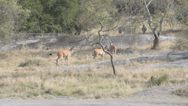 Antelope Herd Walking In Bush