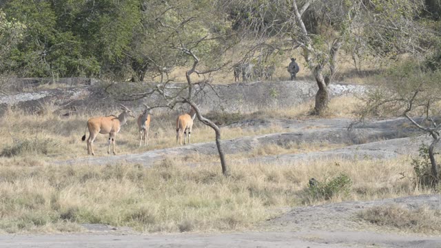 Antelope Herd Walking In Bush