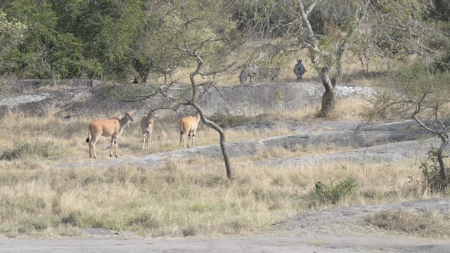 Impala Standing Near Waterhole