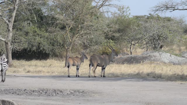 Impala Standing Near Waterhole