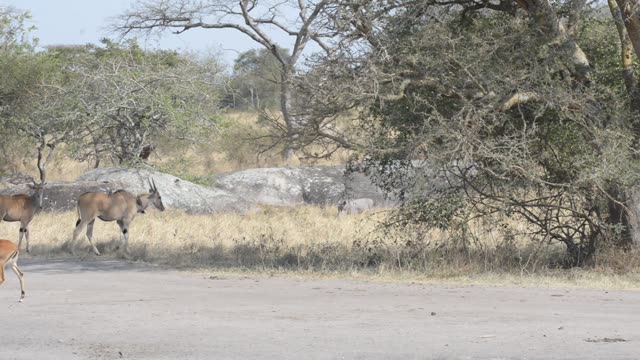 Antelope Herd Walking In Bush