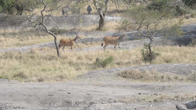 Antelope Herd Walking In Bush