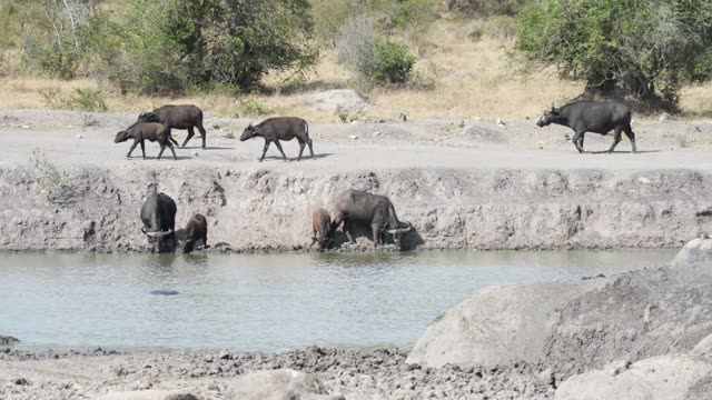 Impala Standing Near Waterhole