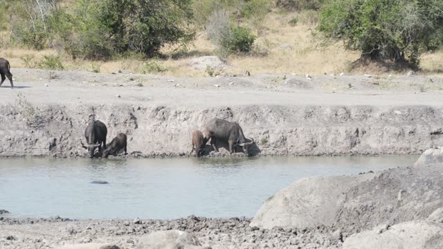Impala Standing Near Waterhole