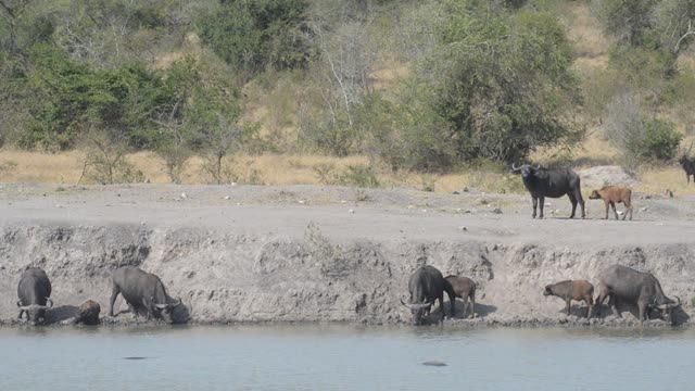 Antelope Herd Walking In Bush