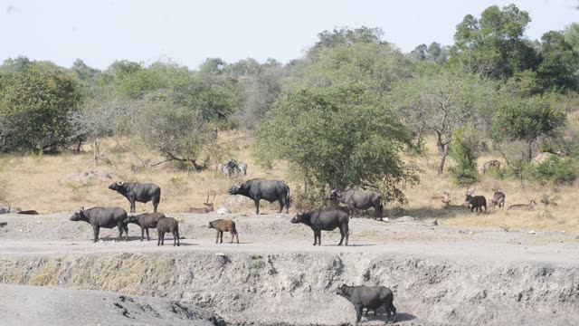 Buffalo And Zebra At Waterhole