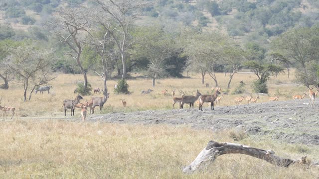 Impala Herd Grazing In Bushland