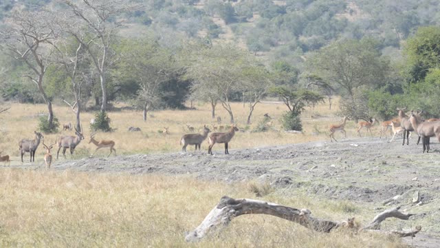 Hartebeest And Zebra Herds