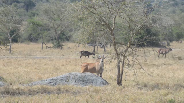 Hartebeest And Zebra Herds
