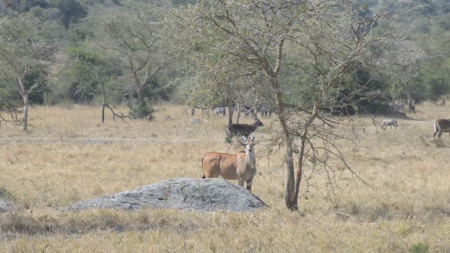 Impala Herd Grazing In Bushland