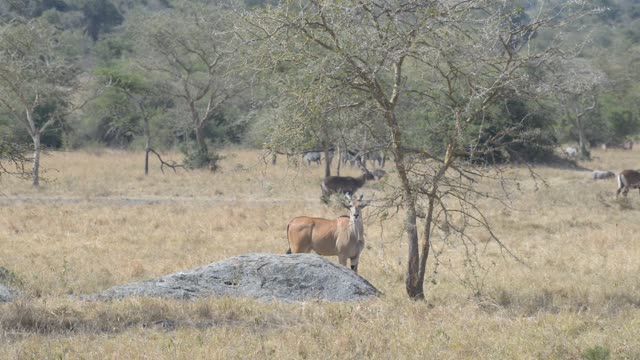 Hartebeest And Zebra Herds