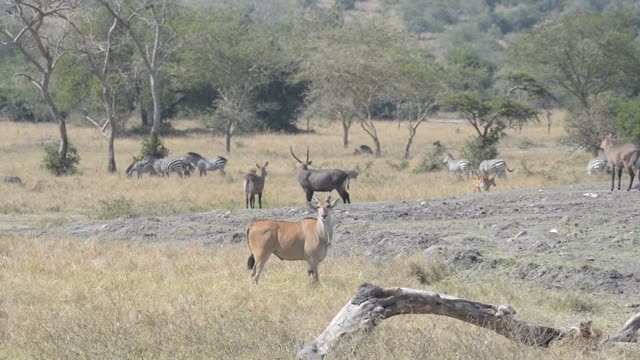 Impala Herd Grazing In Bushland