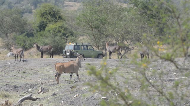 Hartebeest And Zebra Herds