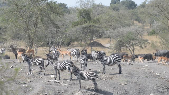 Impala Herd Grazing In Bushland